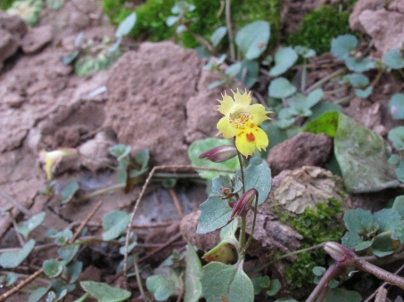 Flor de Mimulus dentilobus